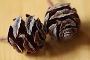 Lynn-Marie Gildersleeve - Dawn Redwood Pincones 