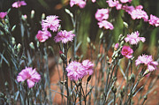 Lynn-Marie Gildersleeve - Dreamy Dianthus