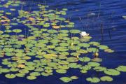 Lynn-Marie Gildersleeve - Monet