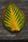 Lynn-Marie Gildersleeve - Painted Autumn