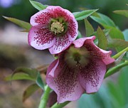 Lynn-Marie Gildersleeve - Purple Lenten Roses