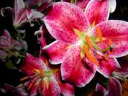 Lynn-Marie Gildersleeve - Stargazers at night
