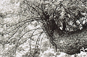 Lynn-Marie Gildersleeve - Apple Tree