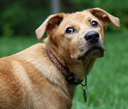 Lynn-Marie Gildersleeve - Buddy