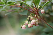 Lynn-Marie Gildersleeve - Fairy Bells