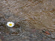 Lynn-Marie Gildersleeve - Floating Daisy