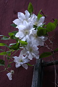 Lynn-Marie Gildersleeve - Glowing White Clematis