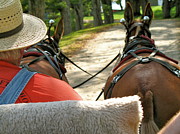 Lynn-Marie Gildersleeve - Mule Driver