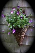 Lynn-Marie Gildersleeve - Pansies In A Basket