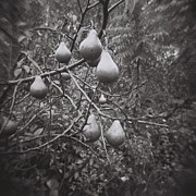 Lynn-Marie Gildersleeve - Pear Tree