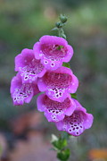 Lynn-Marie Gildersleeve - Pink Digitalis