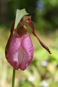Lynn-Marie Gildersleeve - Pink Lady Slipper
