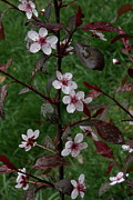 Lynn-Marie Gildersleeve - Pink Pin Cherry