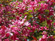 Lynn-Marie Gildersleeve - Pink Riot