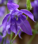 Lynn-Marie Gildersleeve - Purple Columbine
