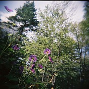Lynn-Marie Gildersleeve - Purple Geraniums Dream