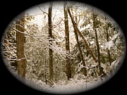 Lynn-Marie Gildersleeve - Remembering Narnia