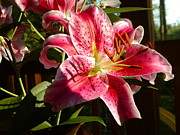 Lynn-Marie Gildersleeve - Stargazers By Day