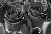 Lynn-Marie Gildersleeve - Two Roses