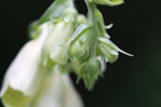 Lynn-Marie Gildersleeve - White Digitalis